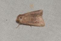 Mythimna ferrago