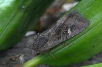 Helotropha leucostigma