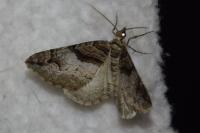 Pareulype berberata berberata
