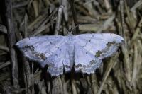 Scopula ornata