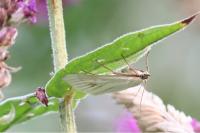 Sitochroa palealis