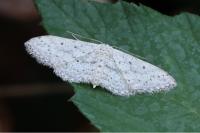 Idaea seriata