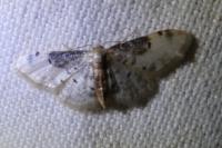 Idaea filicata
