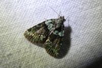 Cryphia algae