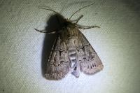 Agrotis bigramma