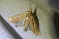 Ancylolomia tentaculella