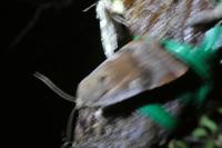 Noctua janthe/janthina
