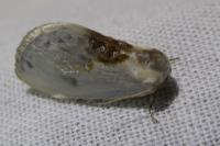 Cilix glaucata
