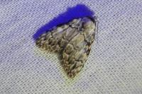 Meganola strigula
