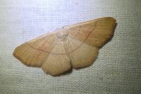 Cyclophora ruficiliaria