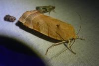 Noctua fimbriata/tirrenica