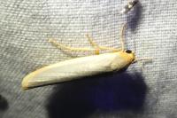 Eilema caniola