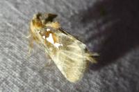 Spatalia argentina