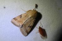 Heliothis peltigera
