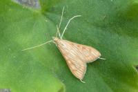 Antigastra catalaunalis