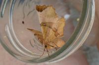 Selenia lunularia