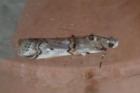 Pempelia palumbella