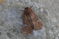 Mesapamea secalella/secalis
