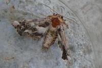 Eutelia adulatrix