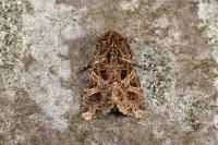 Sideridis rivularis