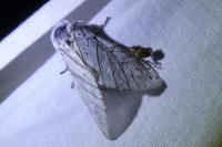 Cerura erminea