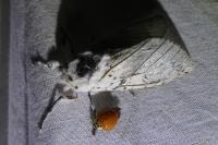 Cerura erminea