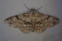 Ascotis selenaria