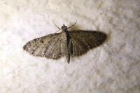 Eupithecia virgaureata
