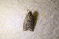 Apaidia mesogona