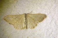 Idaea straminata