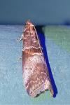 Acrobasis advenella