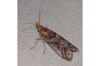 Ancylosis cinnamomella