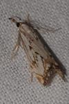 Catoptria falsella