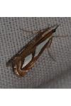 Catoptria mytilella