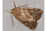 Cosmia trapezina