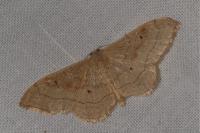 Idaea rubraria