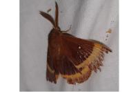 Lasiocampa quercus quercus