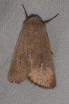 Mythimna sicula