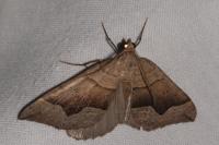 Scotopteryx moeniata