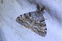 Lymantria dispar