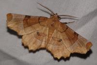 Selenia lunularia