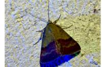 Phytometra viridaria
