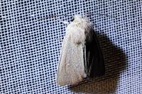 Mythimna sicula