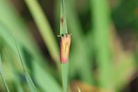 Oncocera semirubella