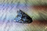 Oligia