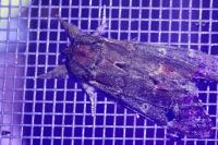 Notodonta dromedarius