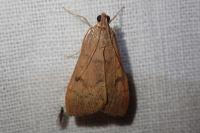 Uresiphita gilvata