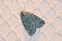 Caradrina clavipalpis