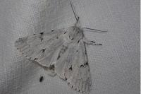 Acronicta leporina