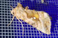 Autographa jota